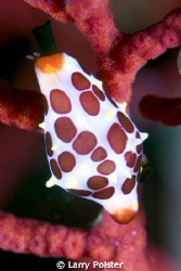 Unidentified cowrie / opisthobranch shot Raja Ampat by Larry Polster 